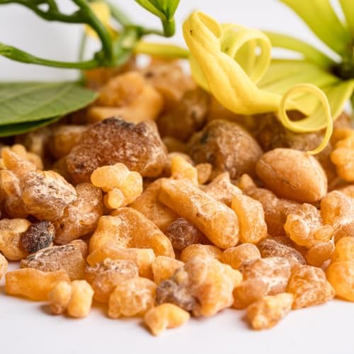 Frankincense Essential Oil - Direct from Madhya Pradesh, India - Pure Essential Oil for Diffusers and Aromatherapy | 100% Pure Therapeutic Grade Natural Aceite de Incienso (2lbs)
