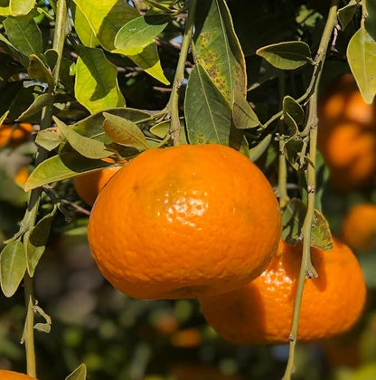 Orange Essential Oil - Direct from Citrusmade in Sicily- Aceite de Naranja Dulce for Home Care, Skincare $ Aromatherapy - Premium Therapeutic Grade (15ml)