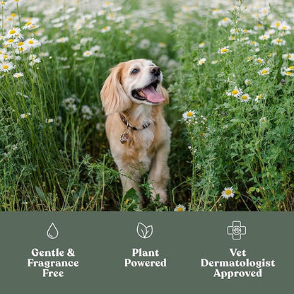 Dandylion Clean Paws | No-Rinse Dog Paw Cleaner & Puppy Paw Washer | Gentle, Fragrance-Free, pH Balanced Foaming Cleanser with Silicone Bristle Brush | Safe for All Dogs | 5 fl oz
